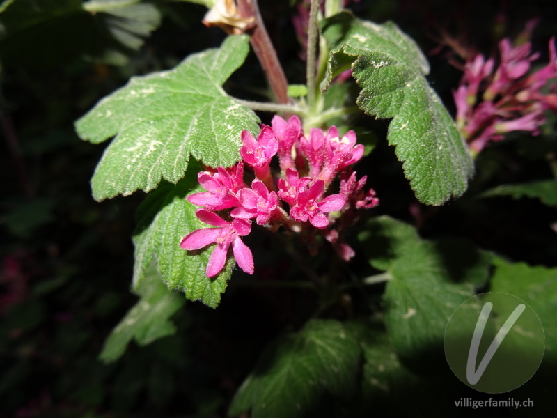 Blut-Johannisbeere: Blüten