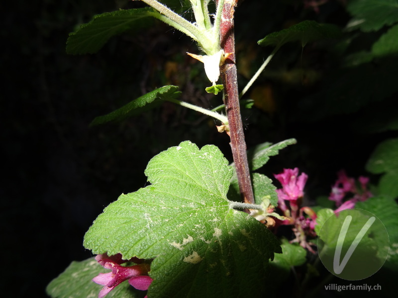 Blut-Johannisbeere: Stengel