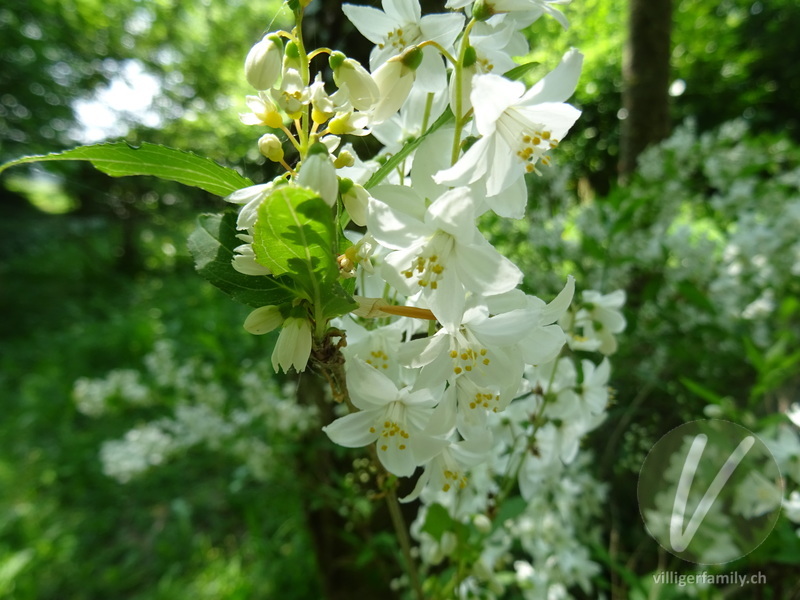 Deutzie: Blüten