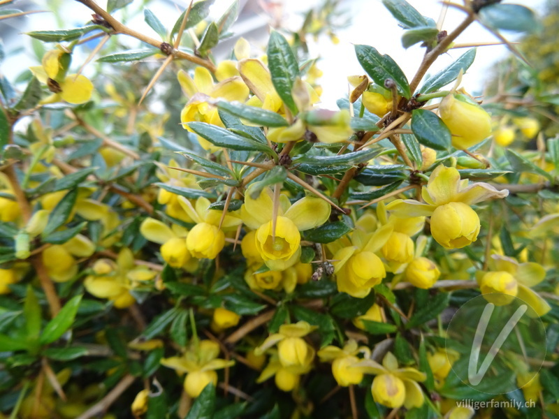 Frikarts Berberitze: Blüten