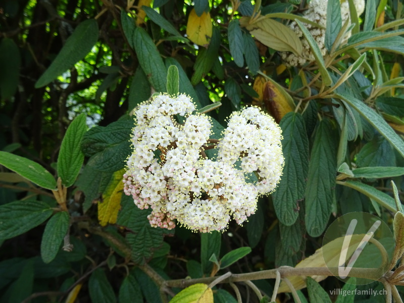 Runzelblättriger Schneeball: Blüten