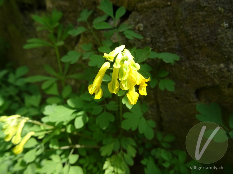 Gelber Lerchensporn: Blüten