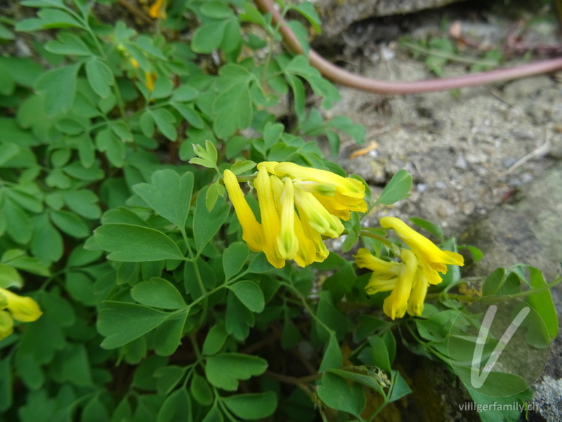 Gelber Lerchensporn: Blüten