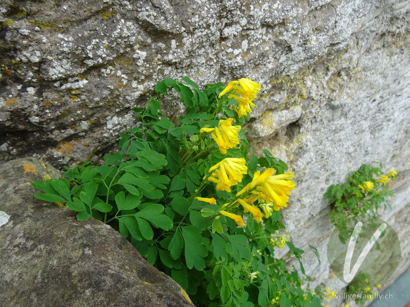 Gelber Lerchensporn: Blüten, Gesamtbild