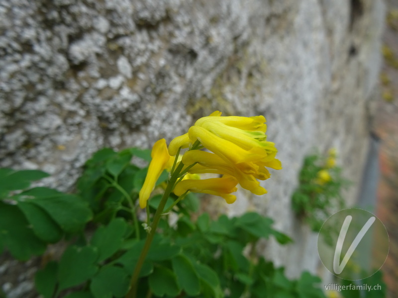 Gelber Lerchensporn: Blüten
