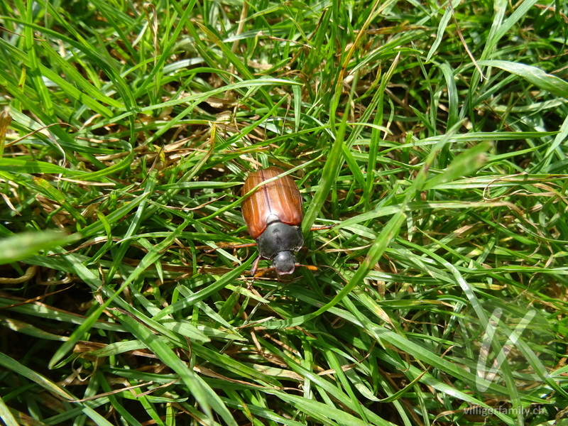 Feld-Maikäfer: 