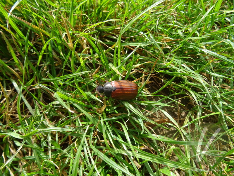 Feld-Maikäfer: 