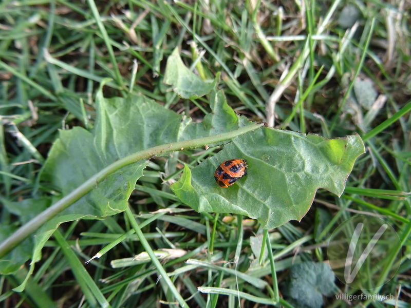 Asiatischer Marienkäfer: 
