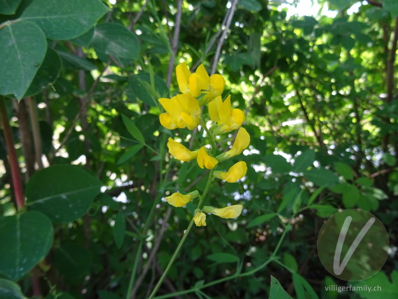 Wiesen-Platterbse: Blüten
