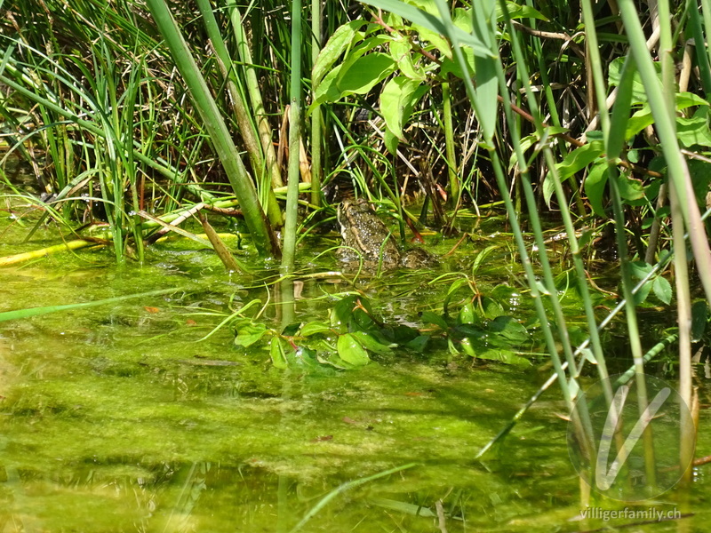 Seefrosch: 
