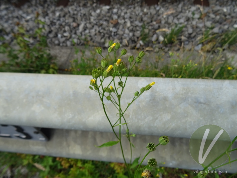 Rainkohl: Blüten