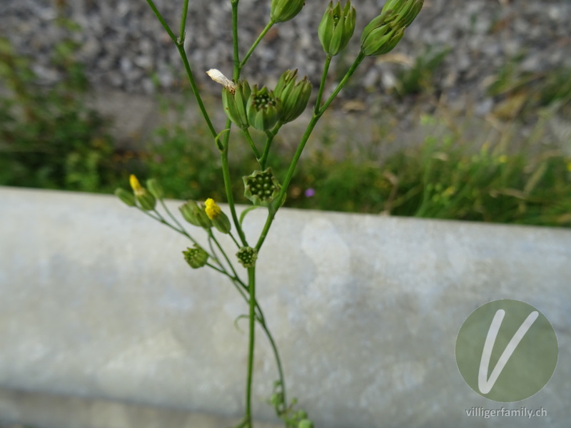Rainkohl: Blüten