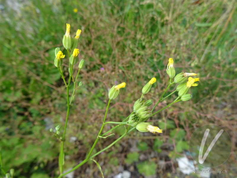 Rainkohl: Blüten