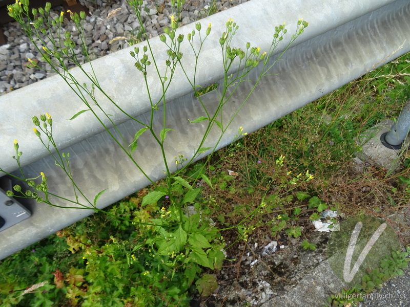 Rainkohl: Gesamtbild