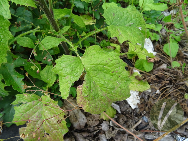 Rainkohl: Blätter