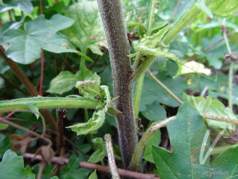 Rainkohl: Stengel