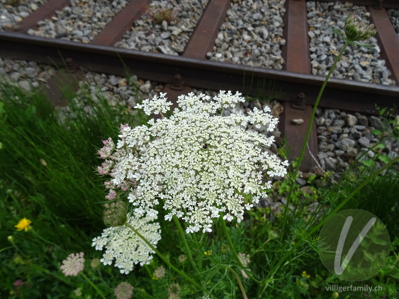 Wilde Möhre: Blüten