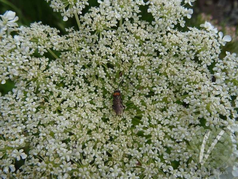Blattwespe (Dolerus germanicus): 