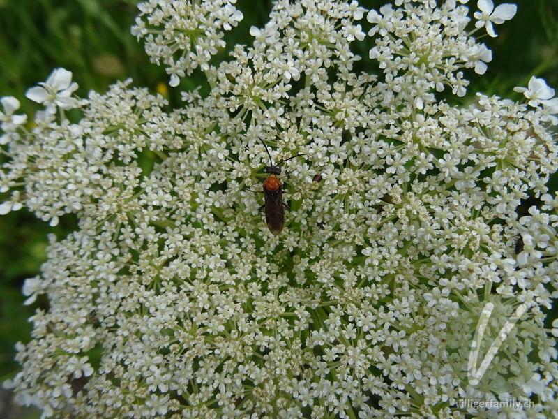 Blattwespe (Dolerus germanicus): 