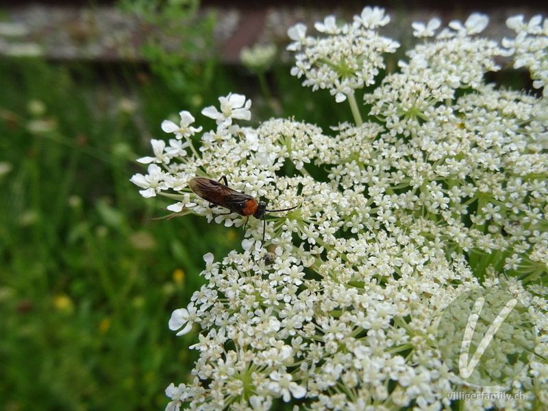 Blattwespe (Dolerus germanicus): 