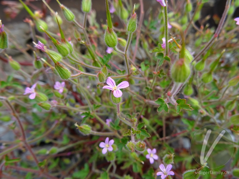 Purpur-Storchschnabel: Blüten