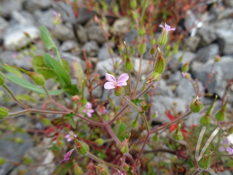 Purpur-Storchschnabel: Blüten
