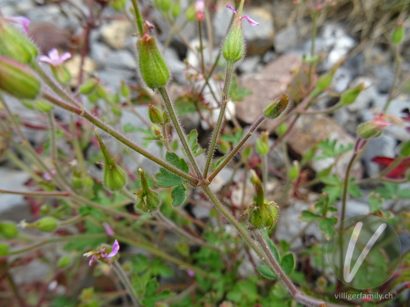 Purpur-Storchschnabel: Stengel
