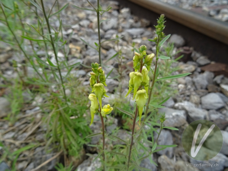 Gemeines Leinkraut: Blüten