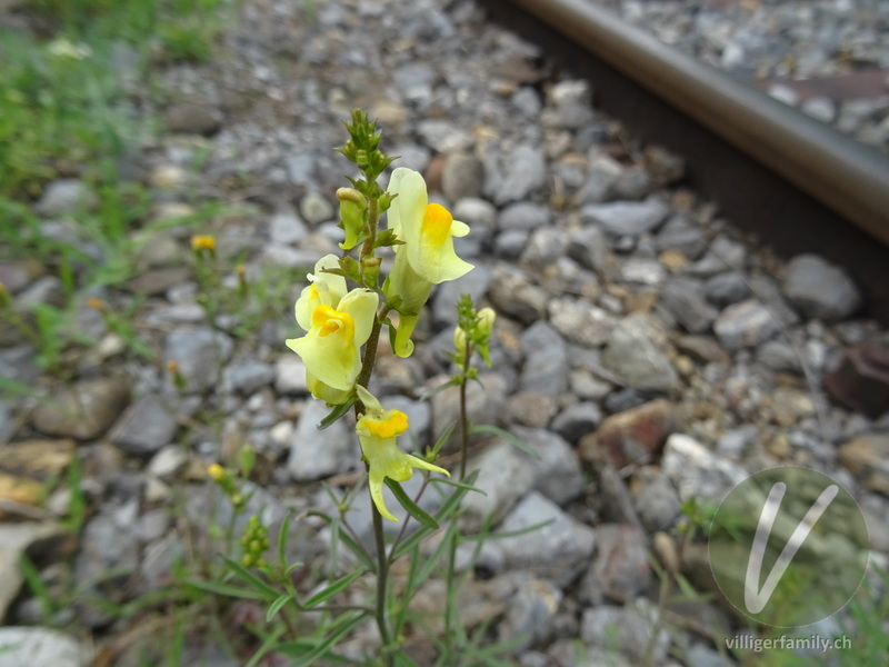 Gemeines Leinkraut: Blüten