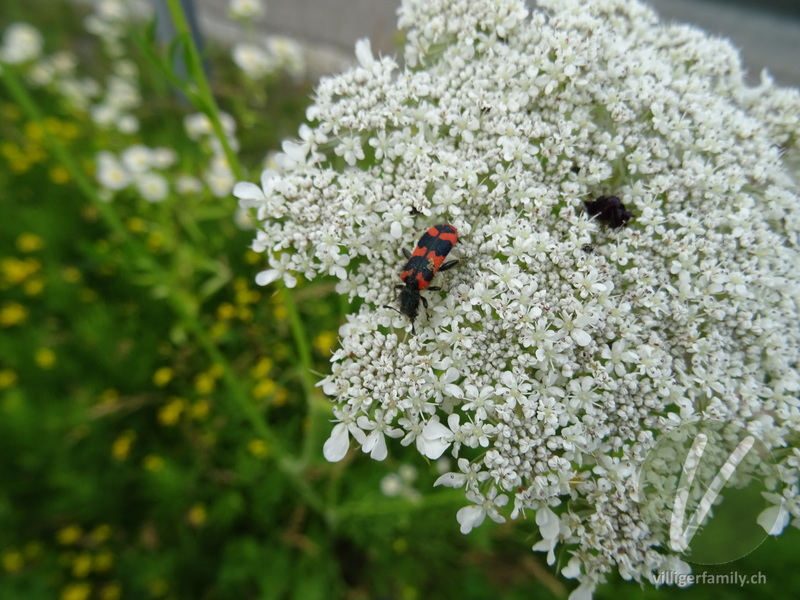Zottiger Bienenkäfer: 