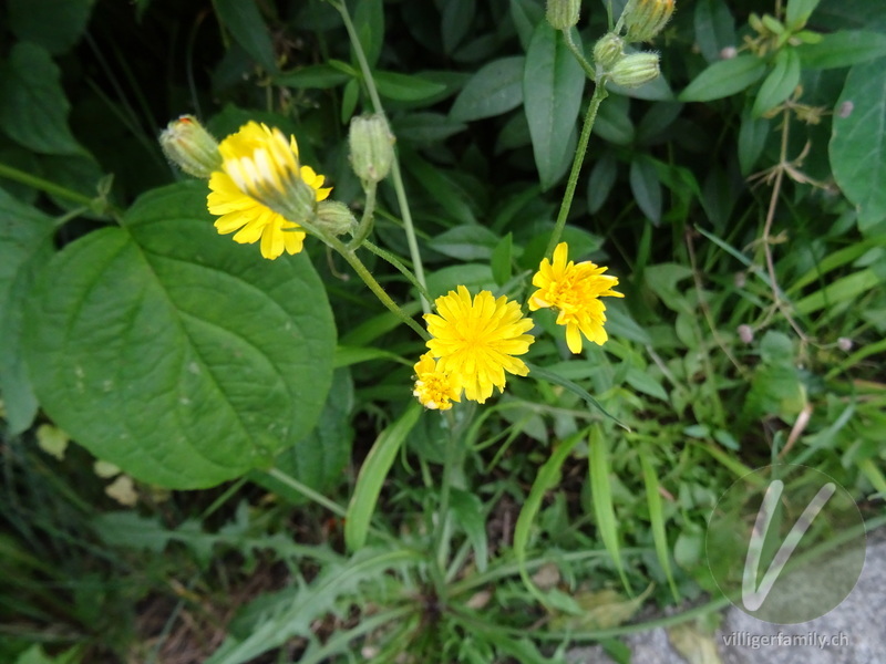 Kleinköpfiger Pippau: Blüten