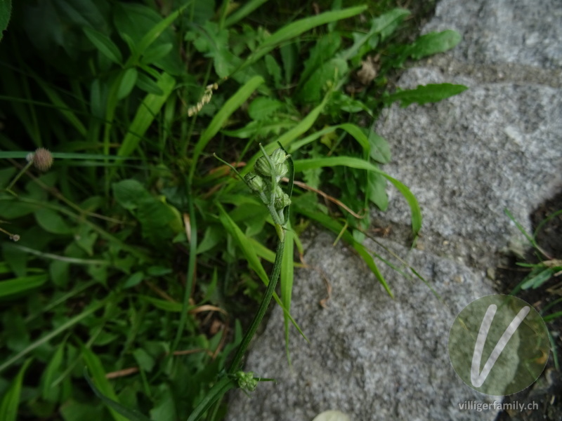 Kleinköpfiger Pippau: Stengel