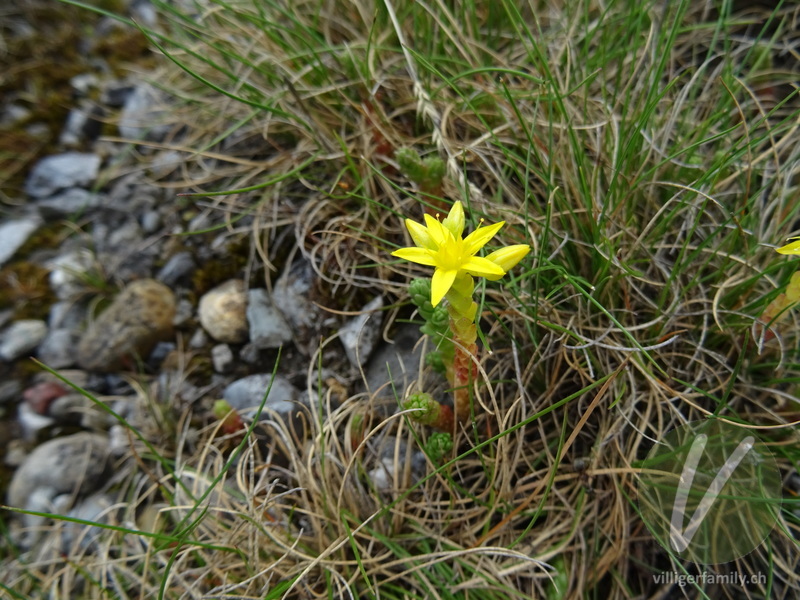 Scharfer Mauerpfeffer: Blüten, Gesamtbild