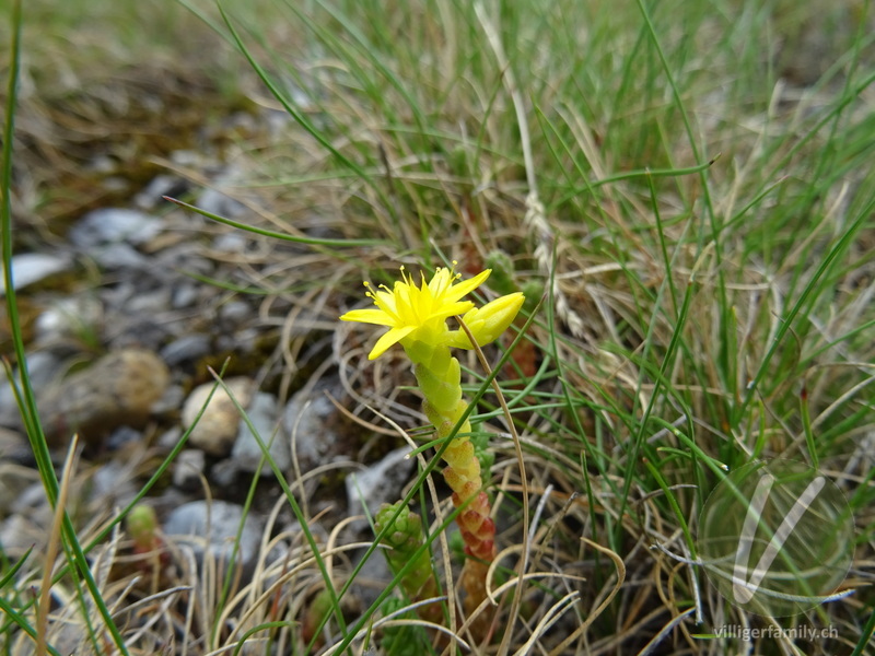 Scharfer Mauerpfeffer: Blüten, Blätter