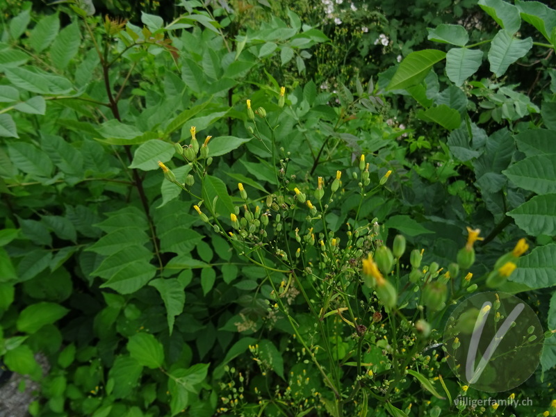 Rainkohl: Blüten