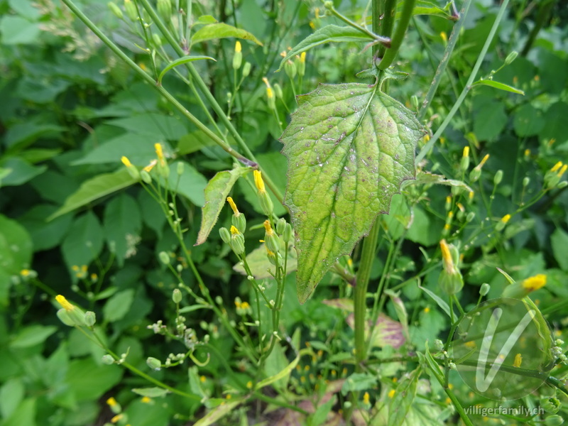 Rainkohl: Blätter