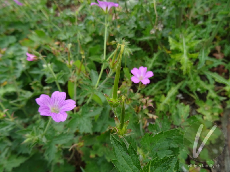 Knotiger Storchschnabel: Früchte