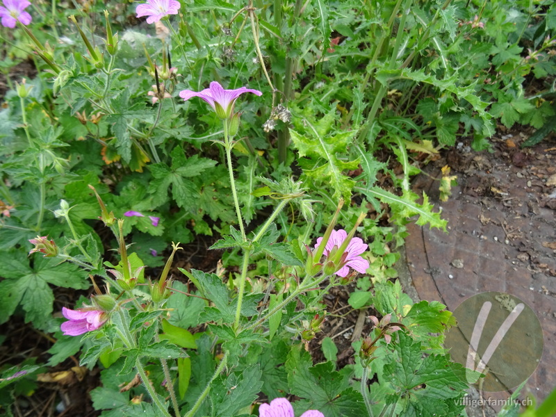 Knotiger Storchschnabel: Blüten