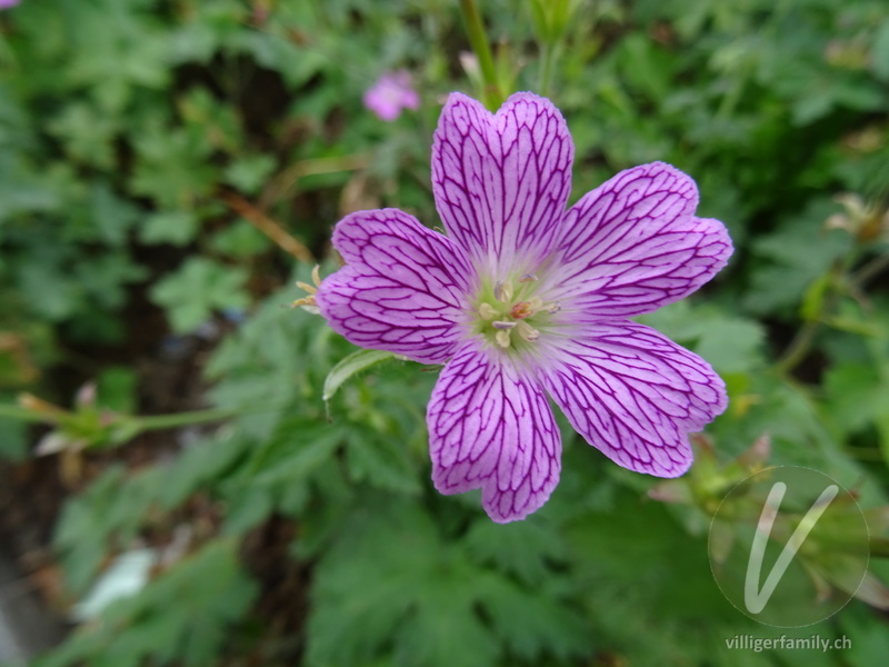 Knotiger Storchschnabel: Blüten