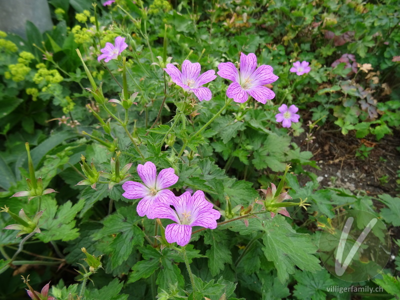 Knotiger Storchschnabel: Blüten