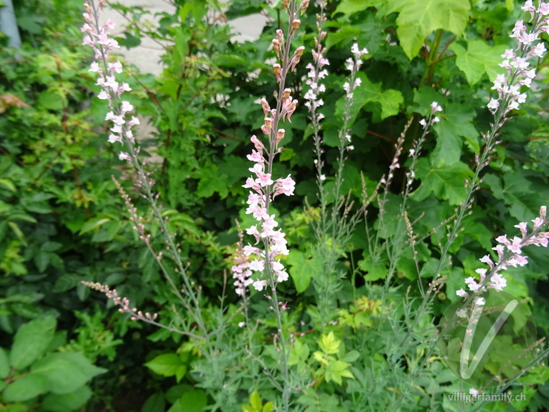 Purpur-Leinkraut: Blüten