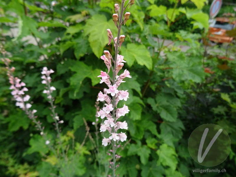 Purpur-Leinkraut: Blüten