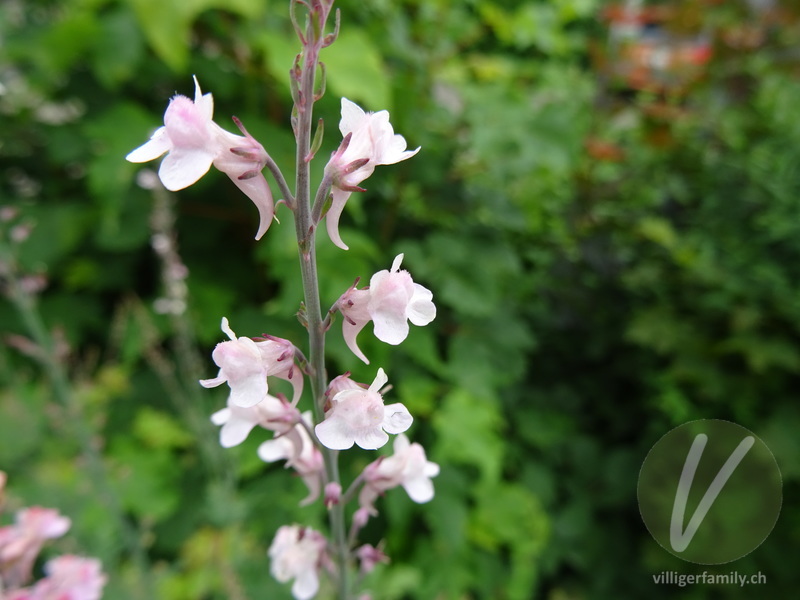 Purpur-Leinkraut: Blüten