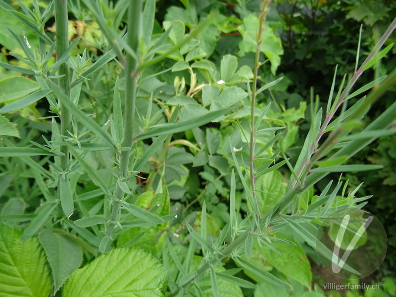 Purpur-Leinkraut: Stengel
