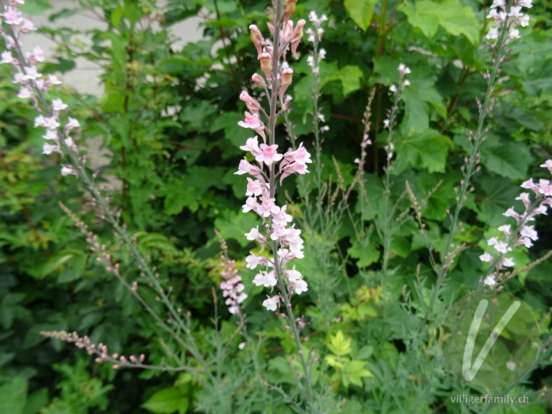 Purpur-Leinkraut: Blüten