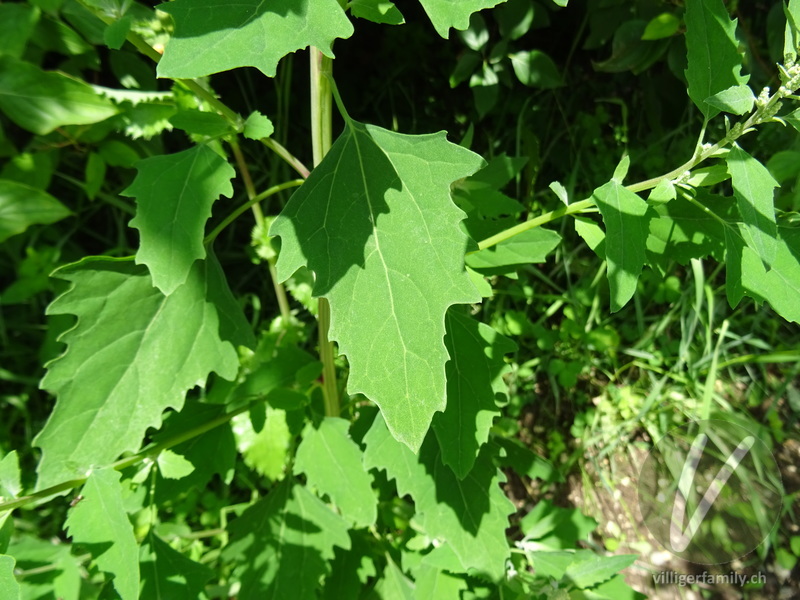 Weisser Gänsefuss: Blätter