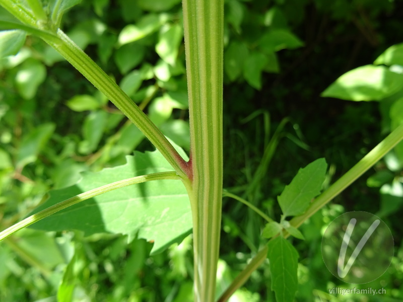 Weisser Gänsefuss: Stengel