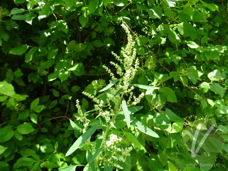 Weisser Gänsefuss: Blüten, Gesamtbild