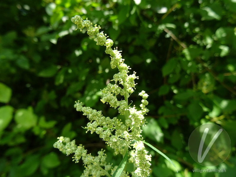Weisser Gänsefuss: Blüten
