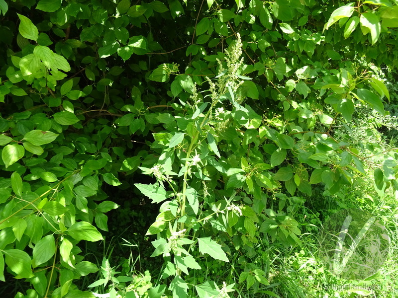 Weisser Gänsefuss: Gesamtbild
